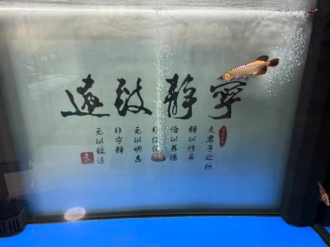 新魚入缸，新魚入缸本探討了新魚加入魚缸生態系統時所面臨的挑戰與應對策略