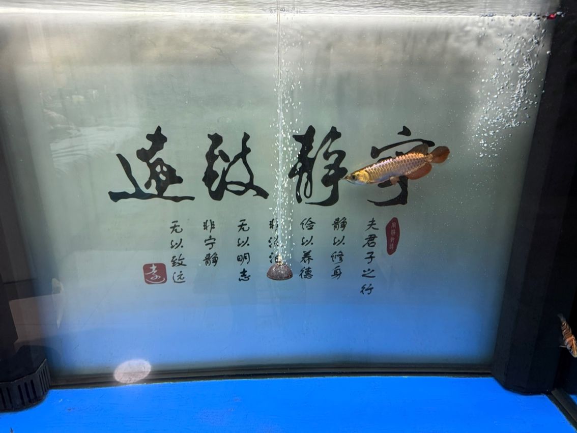 新魚入缸，新魚入缸本探討了新魚加入魚缸生態(tài)系統(tǒng)時所面臨的挑戰(zhàn)與應(yīng)對策略
