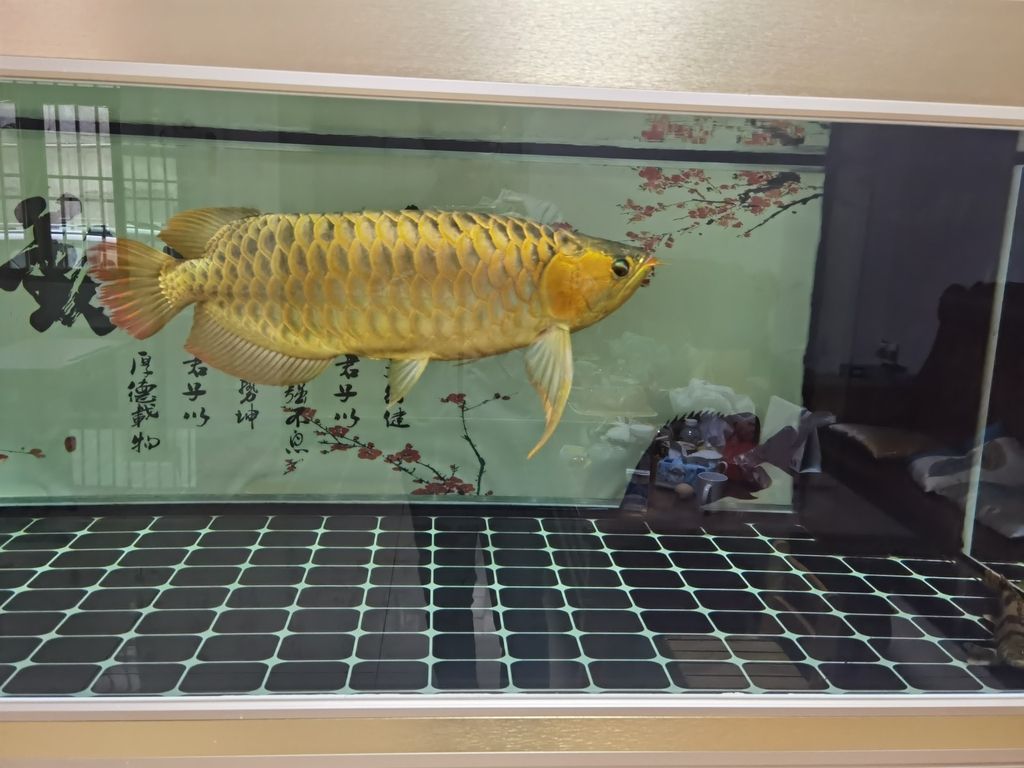 ，全球變暖對人類的影響 ，全球變暖對人類的影響 龍魚論壇