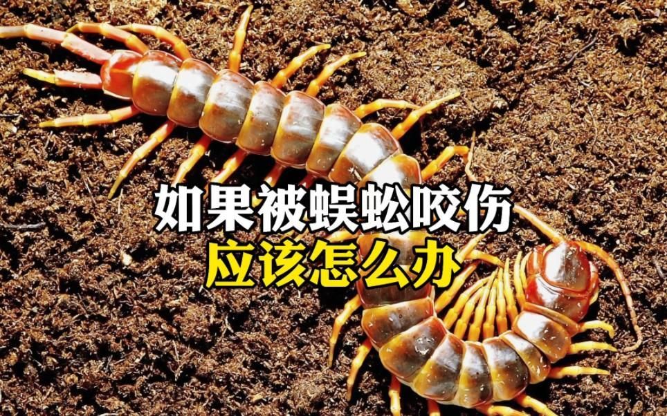 被紅龍蜈蚣咬后如何急救，紅龍蜈蚣咬傷后應(yīng)立即采取以下急救措施：不要驚慌失措