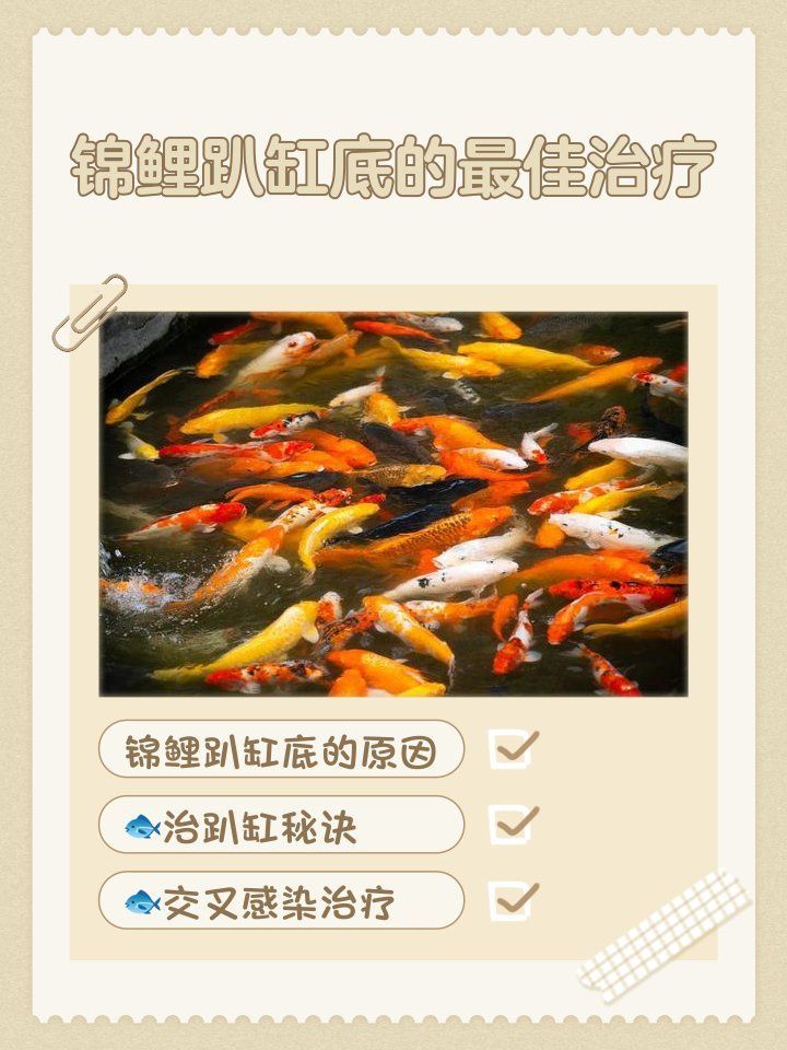 錦鯉一會活躍一會趴缸，錦鯉活躍與趴缸的原因