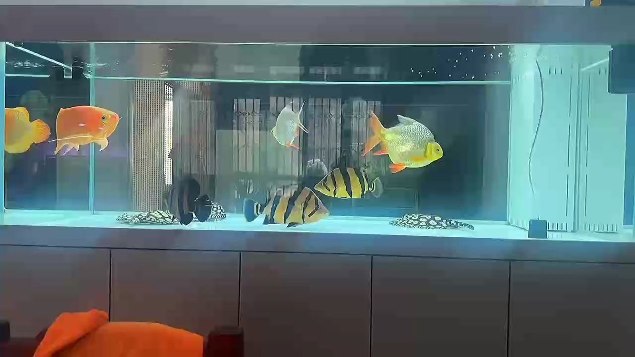 養魚的意義，養魚的意義在于它不僅能為人們帶來樂趣還能提升生活質量