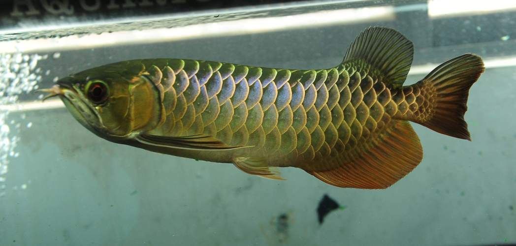 四角龍魚有哪些獨(dú)特特征，arxiv論文助手arxiv論文arxiv論文助手arxiv論文