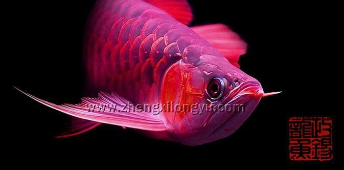 四角龍魚有哪些獨(dú)特特征，arxiv論文助手arxiv論文arxiv論文助手arxiv論文