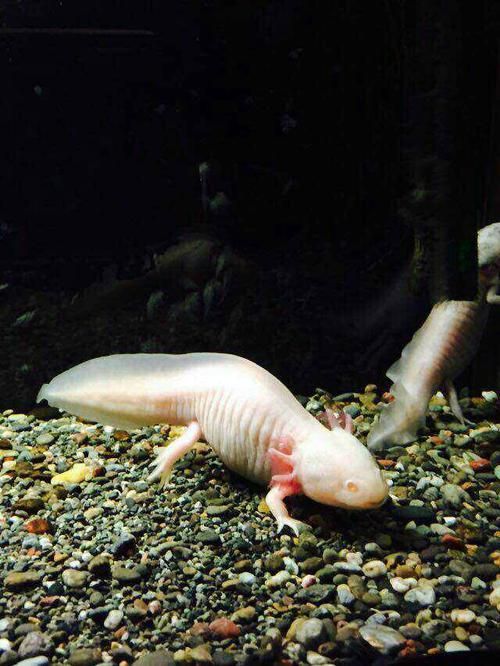 四角龍魚有哪些獨(dú)特特征，arxiv論文助手arxiv論文arxiv論文助手arxiv論文