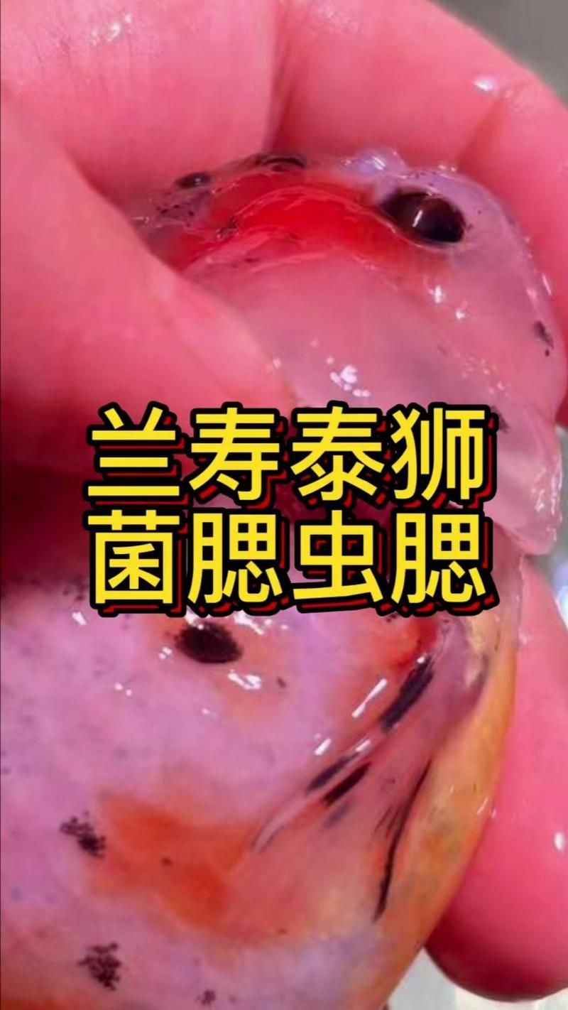哪種情況下的魚鰓爛了最容易自愈，arxiv論文助手（arxiv論文助手（arxiv論文助手）