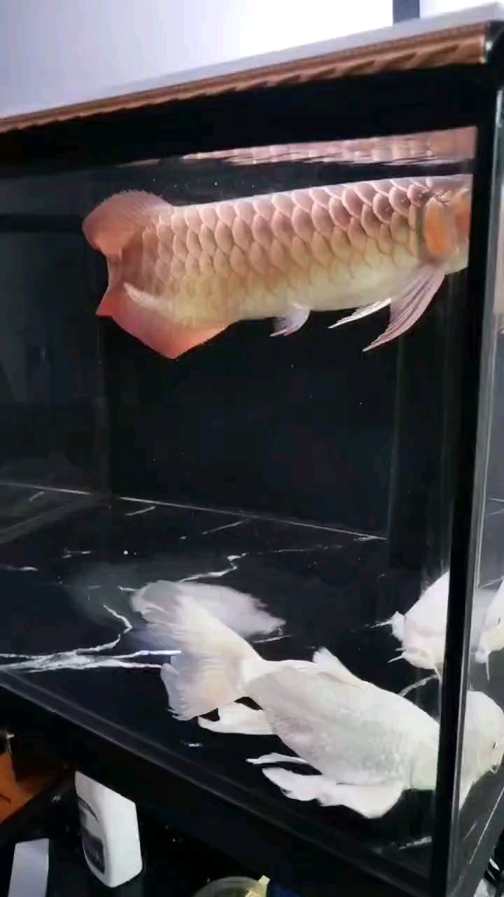 小缸養龍水清魚靚，“小缸養龍水清魚靚”暗示了一種以小型容器養殖龍魚的生態方式