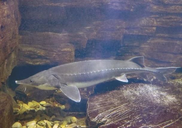 原生龍魚的生活習性，原生龍魚的生活習性信息整理完整信息整理完整回答