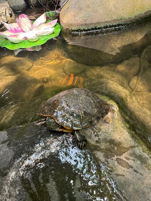 原生龍魚的生活習性，原生龍魚的生活習性信息整理完整信息整理完整回答