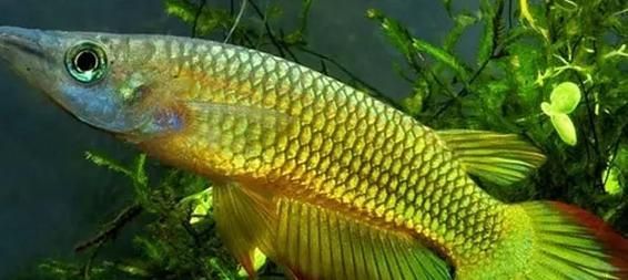 原生龍魚的生活習性，原生龍魚的生活習性信息整理完整信息整理完整回答