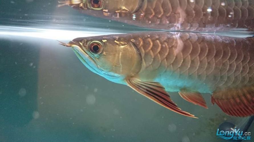 如何判斷龍魚魚鱗潰爛是否嚴(yán)重