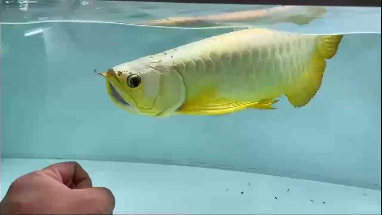 AG琥珀金：冠軍比賽魚(yú)，ag琥珀金冠軍比賽魚(yú)