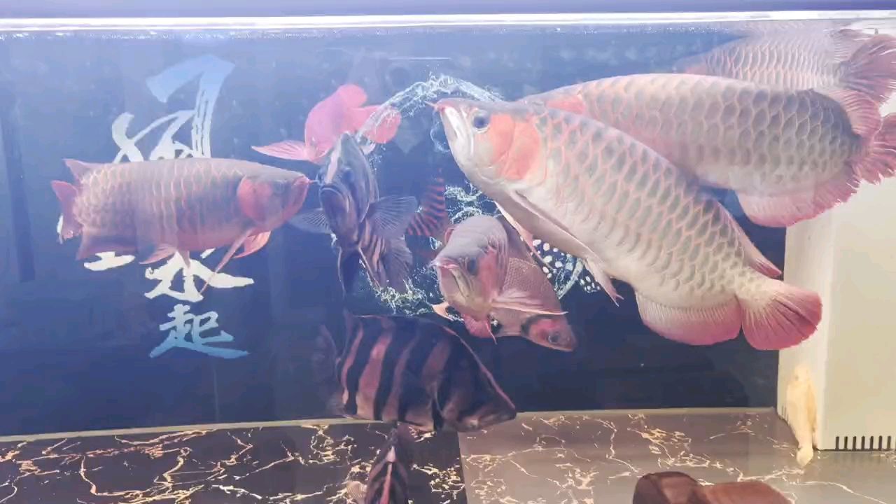 五龍三虎一飛鳳，“五龍三虎一飛鳳”暗示了中國(guó)歷史上的五位杰出人物