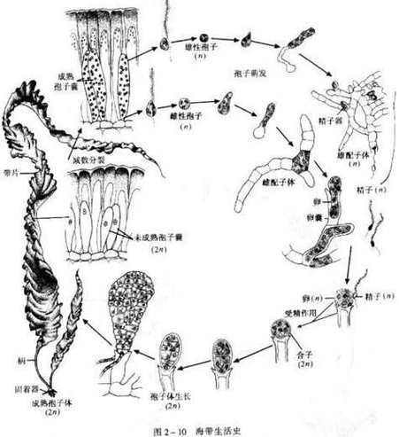 能否提供一張錨頭鳋生活史的流程圖