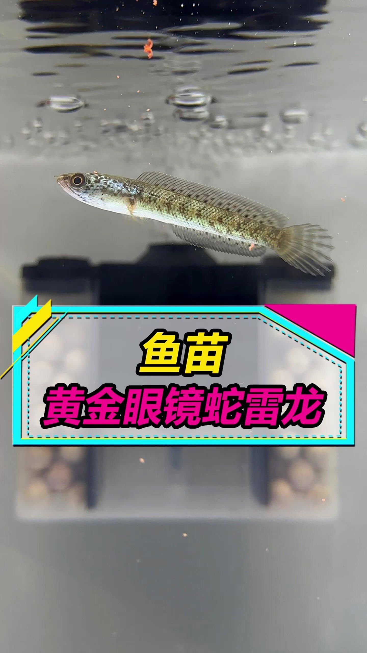 雷龍魚飼養(yǎng)需要哪些注意事項，雷龍魚的飼養(yǎng)方法 雷龍魚飼養(yǎng)需要哪些注意事項，雷龍魚的飼養(yǎng)方法 龍魚百科 第3張