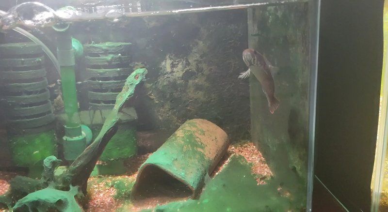 雷龍魚飼養(yǎng)需要哪些注意事項，雷龍魚的飼養(yǎng)方法 雷龍魚飼養(yǎng)需要哪些注意事項，雷龍魚的飼養(yǎng)方法 龍魚百科 第1張