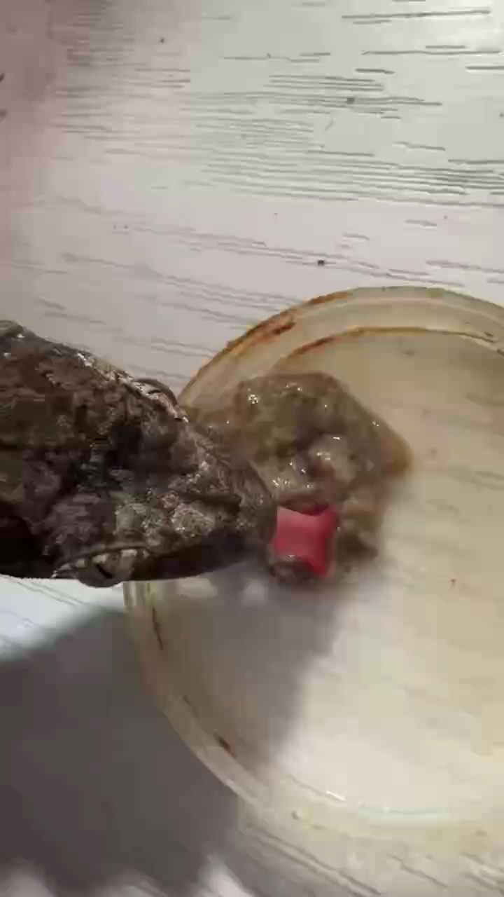 嘎嘎，嘎嘎聲的奧秘