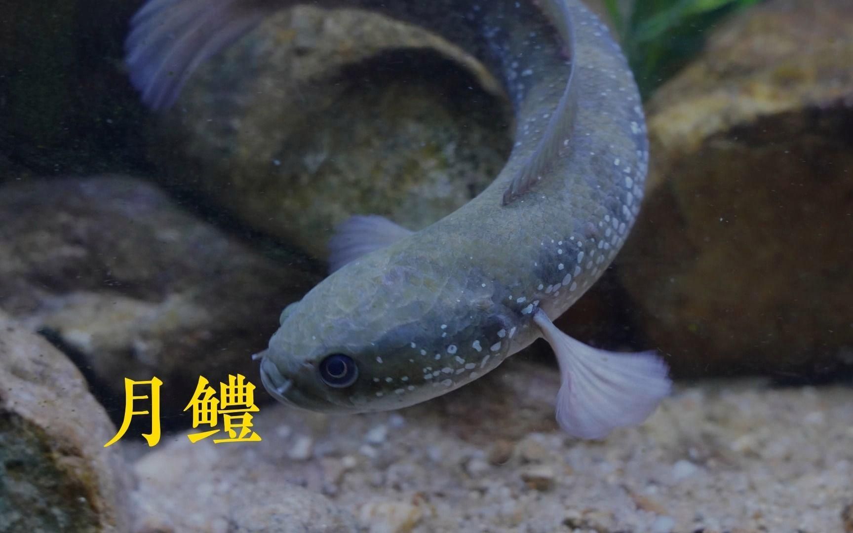 珍珠赤雷龍和月鱧有何區別，珍珠赤雷龍和月鱧哪個更有趣珍珠赤雷龍和月鱧有何區別