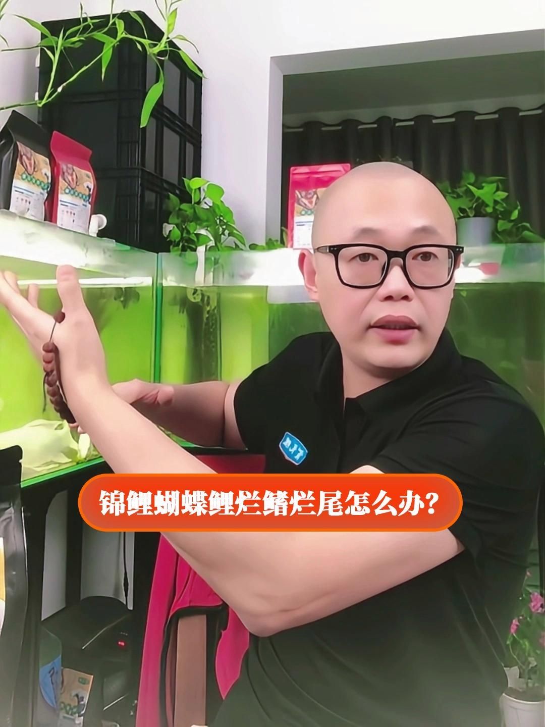 有沒有更簡單的錦鯉爛鰭治療方法，錦鯉爛鰭怎么辦