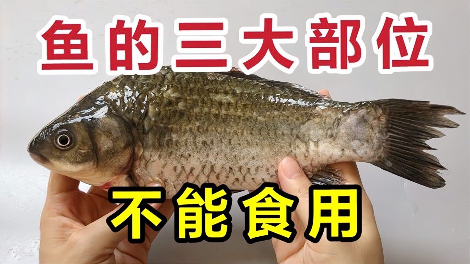紅龍魚(yú)的內(nèi)臟和魚(yú)頭可以食用嗎，紅龍魚(yú)的內(nèi)臟和魚(yú)頭