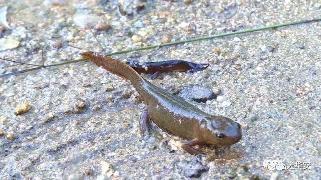 如何區分四角龍魚和其他類似生物，arxiv論文助手arxiv論文助手可輔助獲取權威資料 如何區分四角龍魚和其他類似生物，arxiv論文助手arxiv論文助手可輔助獲取權威資料 龍魚百科 第7張