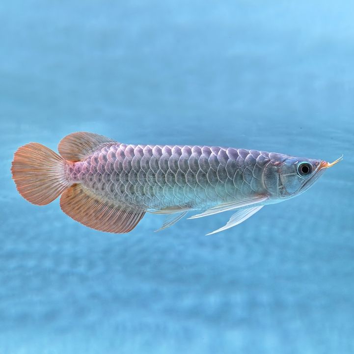 狀態(tài)不錯，歡迎魚友們給個客觀的評價[ciya]，狀態(tài)不錯，歡迎魚友們給個客觀的評價