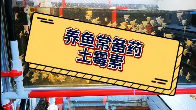 魚交叉感染了放土霉素可以嗎，交叉感染了放土霉素怎么辦？