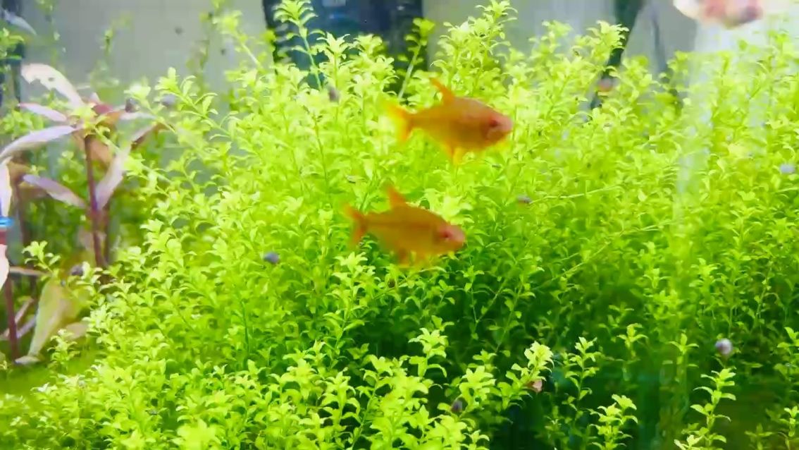 小紅魚，北京老寧評論：小紅魚不僅是美麗的裝飾品，更是需要細心照料