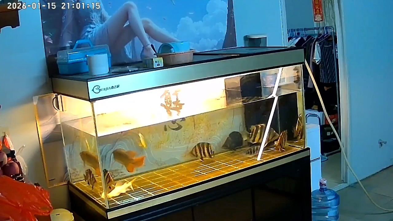 打卡，出差一個月，老婆在家幫我魚缸換水，出差一個月，老婆在家幫我魚缸換水