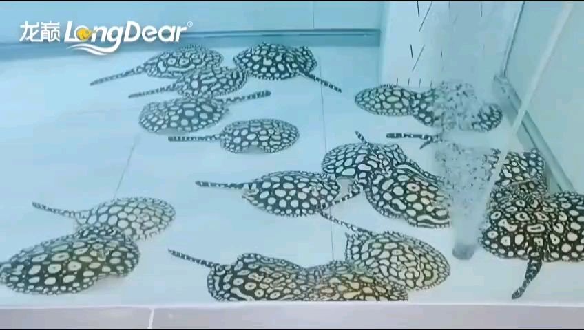 轉發980，轉發980，龍巔營銷號頭目評論：測水質了嗎