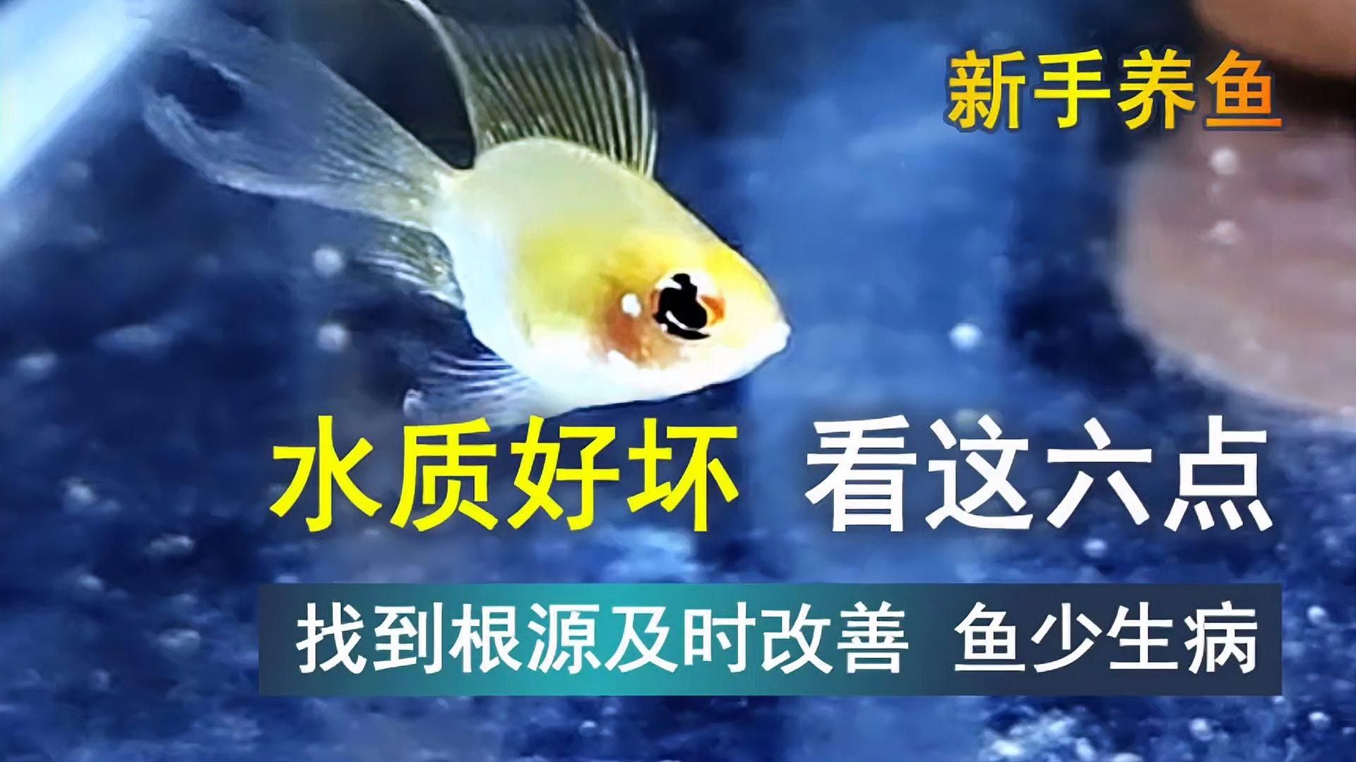 如何判斷魚撞缸是否由水質問題引起，觀賞魚撞缸是否由水質問題引起，如何判斷魚撞缸是否由水質問題引起