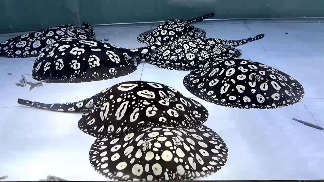 滿心向暖，靜待新春，滿心向暖靜待新春 滿心向暖，靜待新春，滿心向暖靜待新春 龍魚論壇