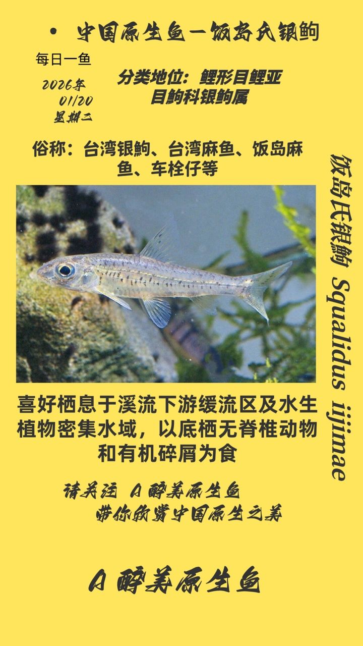 飯島銀鮈，有聲書:飯島銀[需手動(dòng)填充]