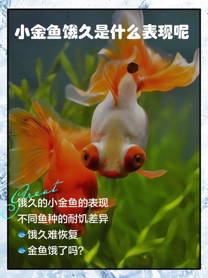 魚餓多久會有明顯變化，小金魚餓了多久會有明顯變化，魚兒餓了會發(fā)出5大信號