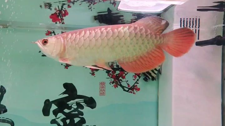 金龍魚，金龍魚是高背吧？