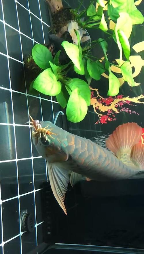 給我一些綠皮紅龍的圖片示例，如何區分綠皮紅龍的真假