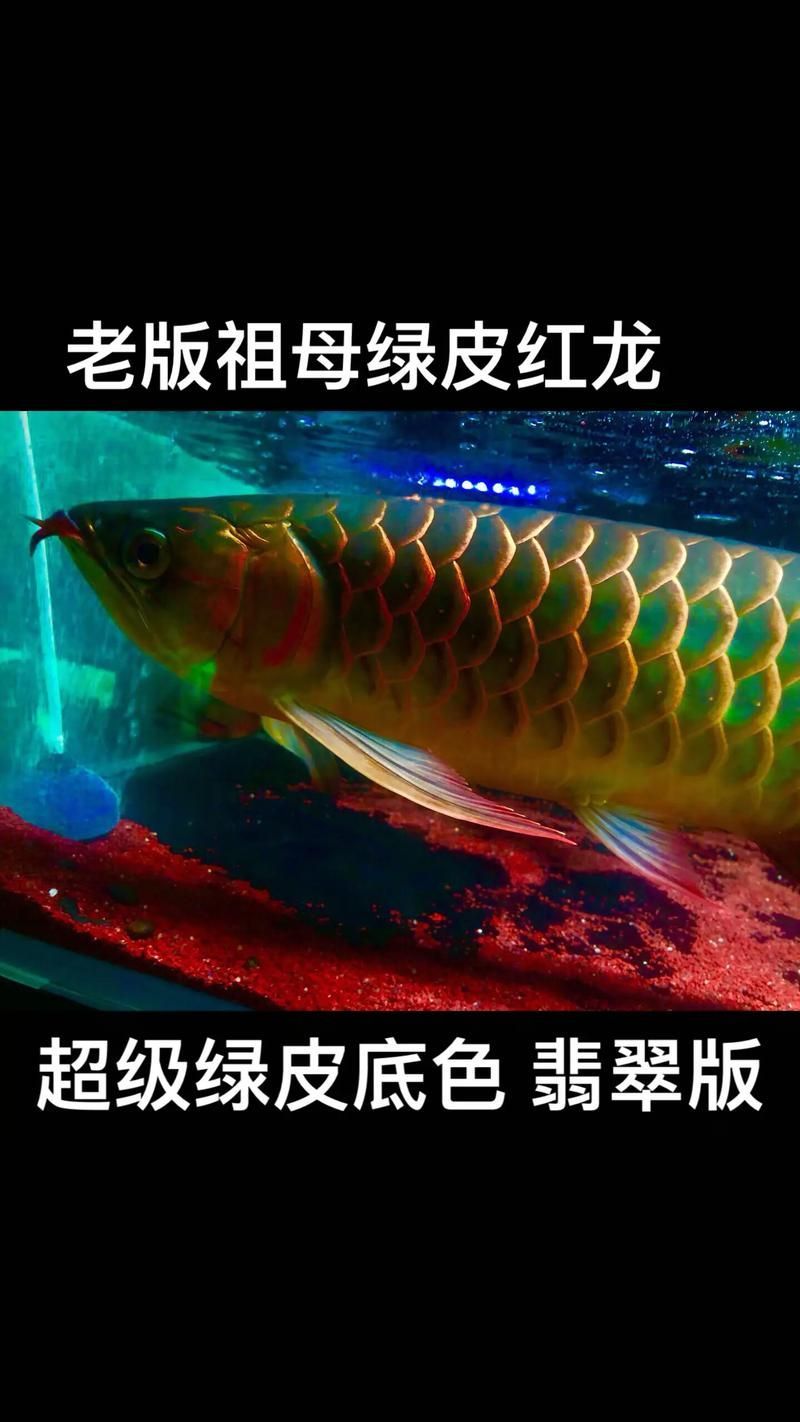 給我一些綠皮紅龍的圖片示例，如何區(qū)分綠皮紅龍的真假