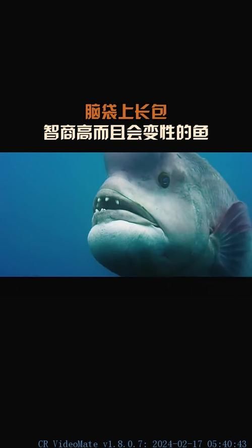 能否提供十大智商最高魚的圖片，十大智商最高魚中哪種最聰明，如何區分十大智商最高魚