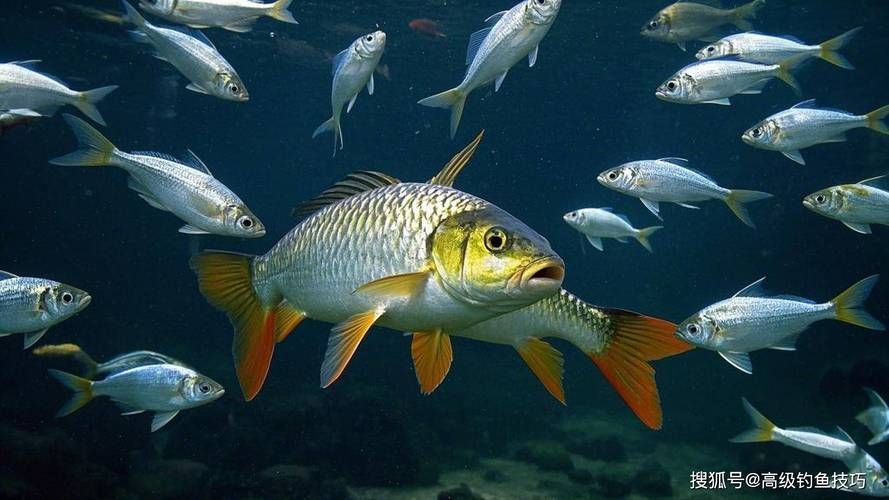 能否提供十大智商最高魚的圖片，十大智商最高魚中哪種最聰明，如何區分十大智商最高魚