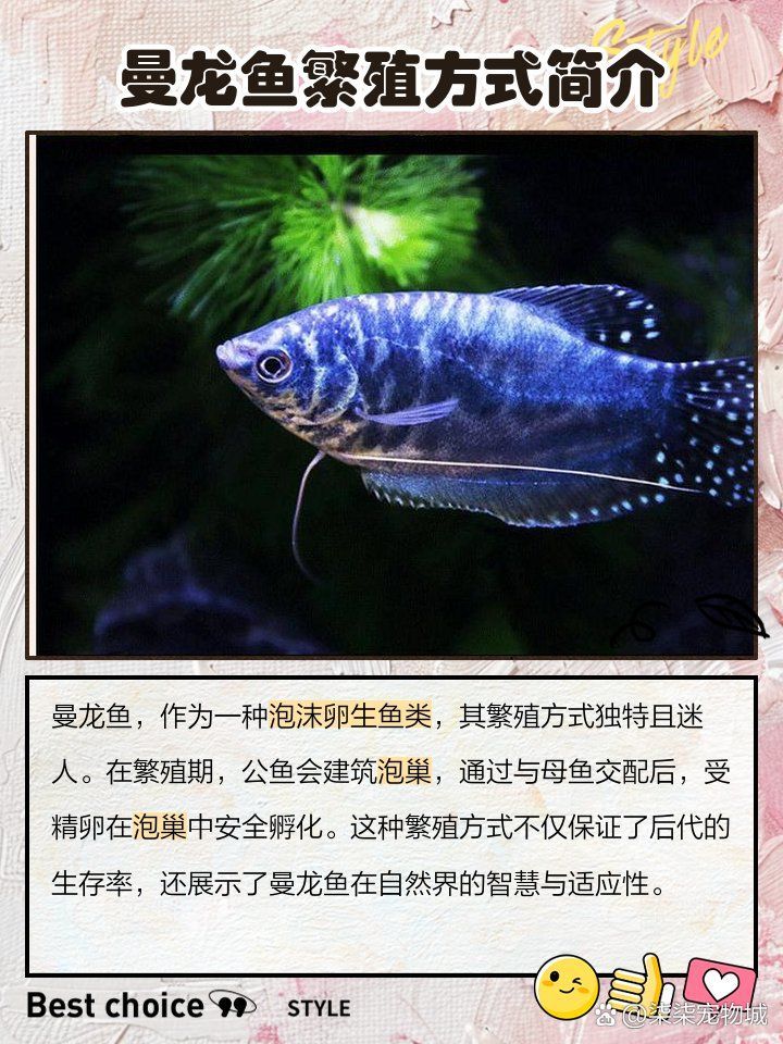 金曼龍魚的繁殖過程是怎樣的？，曼龍魚怎么繁殖