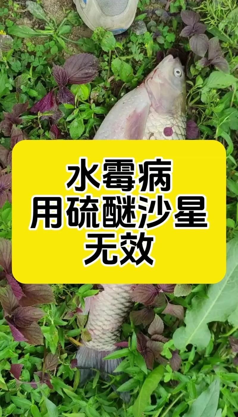 有哪些天然方法預(yù)防龍魚真菌感染，安冬季氣溫低，建議使用arxiv論文（1000字和配圖）