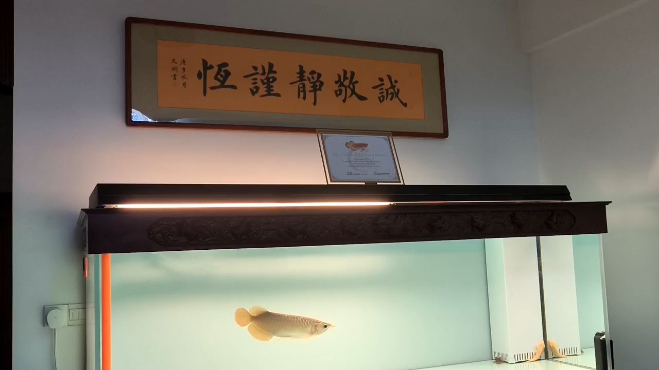 養(yǎng)魚人的5字真言，魚人常說“五字真言”，養(yǎng)魚過程中必須遵循的五個關(guān)鍵原則
