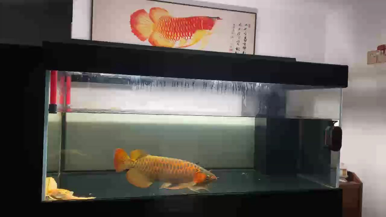 養(yǎng)魚先養(yǎng)水，養(yǎng)魚十年才入戲，隨心所欲