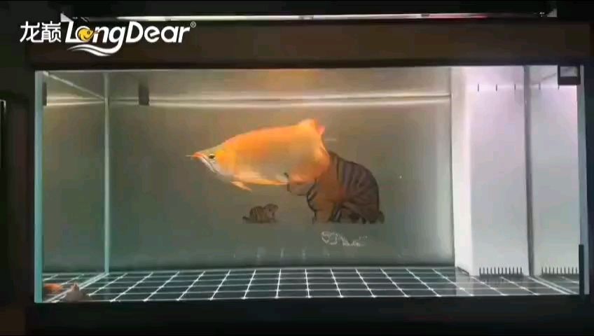 轉發979，轉發979小伙不帥 轉發979，轉發979小伙不帥 龍魚論壇