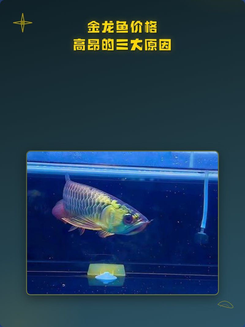 為什么金龍魚的價(jià)格如此昂貴，金龍魚價(jià)格昂貴的三大原因