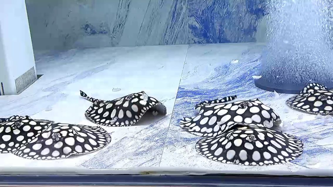外面下著雪，屋內賞著魚，美哉，外面下著雪屋內賞著魚 外面下著雪，屋內賞著魚，美哉，外面下著雪屋內賞著魚 龍魚論壇