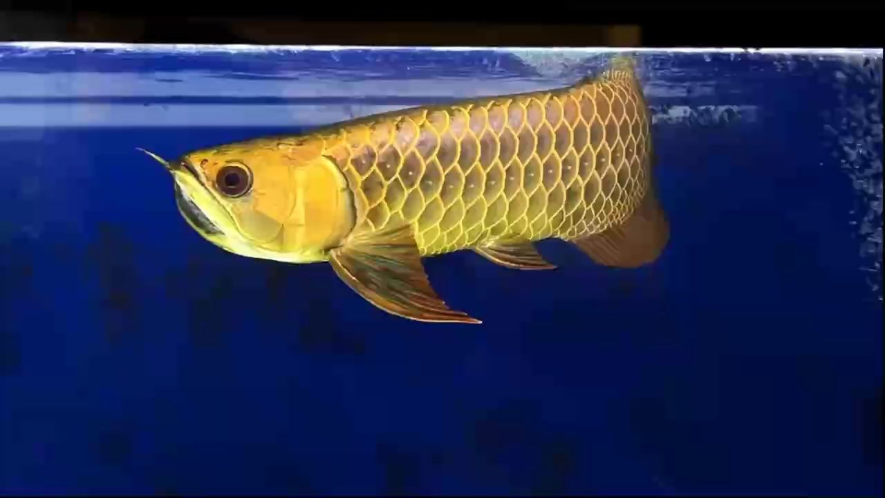 魚缸過濾器選購指南:自制魚缸過濾器魚缸上置過濾器對于養魚愛好者的必備知識 AG琥珀金33公分,ag琥珀金33公分 龍魚論壇 AG琥珀金33公分,ag琥珀金33公分 AG琥珀金33公分,ag琥珀金33公分 龍魚論壇
