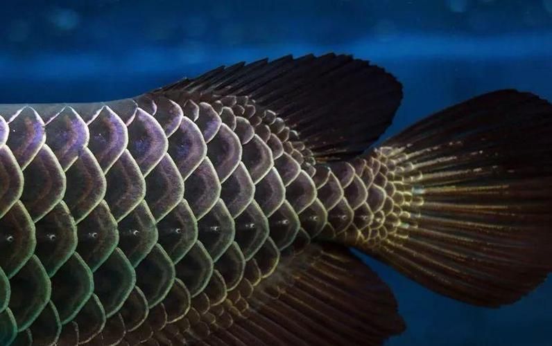 古典龍魚和金龍魚哪個更珍貴，古典龍魚與普通金龍魚的區(qū)別