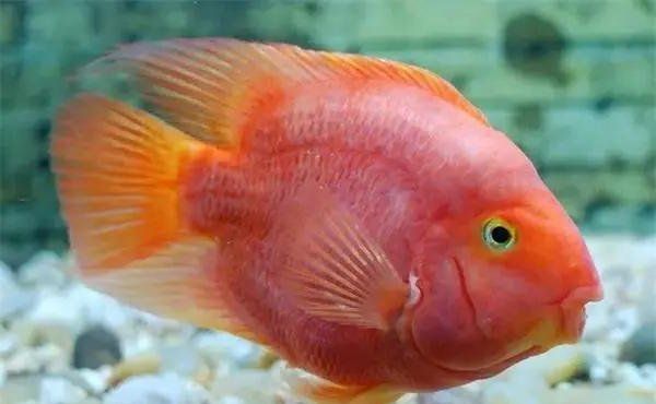 各種魚缸大全，**魚缸類型及其特點詳解