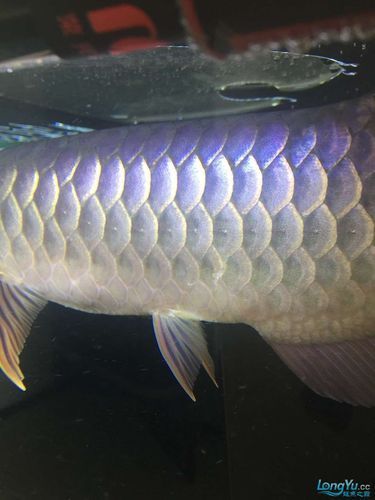 給我一些龍魚身體潰爛的圖片，如何預防龍魚身體潰爛